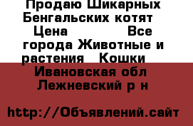 Продаю Шикарных Бенгальских котят › Цена ­ 17 000 - Все города Животные и растения » Кошки   . Ивановская обл.,Лежневский р-н